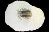 Bargain, Spiny Koneprusia Trilobite #74159-6